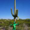 Oregon Pipe National Monument, Ajo, Arizona. Photo: Daniel Dodero.